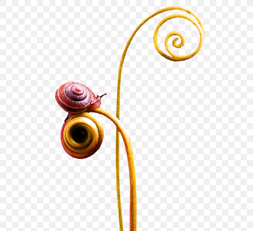 Snail Euclidean Vector, PNG, 750x750px, Snail, Pixabay, Polymita Picta, Spiral, Vecteur Download Free