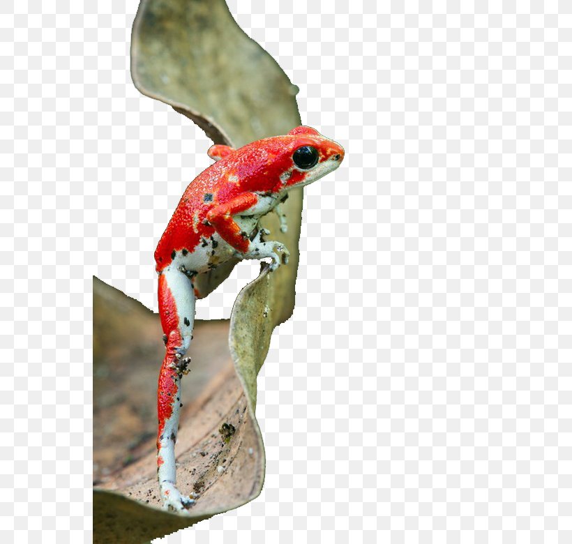 Strawberry Poison-dart Frog Reptile Amphibian Blue Poison Dart Frog, PNG, 553x780px, Strawberry Poisondart Frog, Amphibian, Animal, Blue Poison Dart Frog, Dyeing Dart Frog Download Free