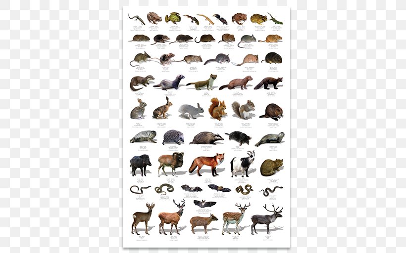 Wildlife Poster United Kingdom Bird, PNG, 512x512px, Wildlife, Animal, Animal Track, Bird, Cattle Like Mammal Download Free
