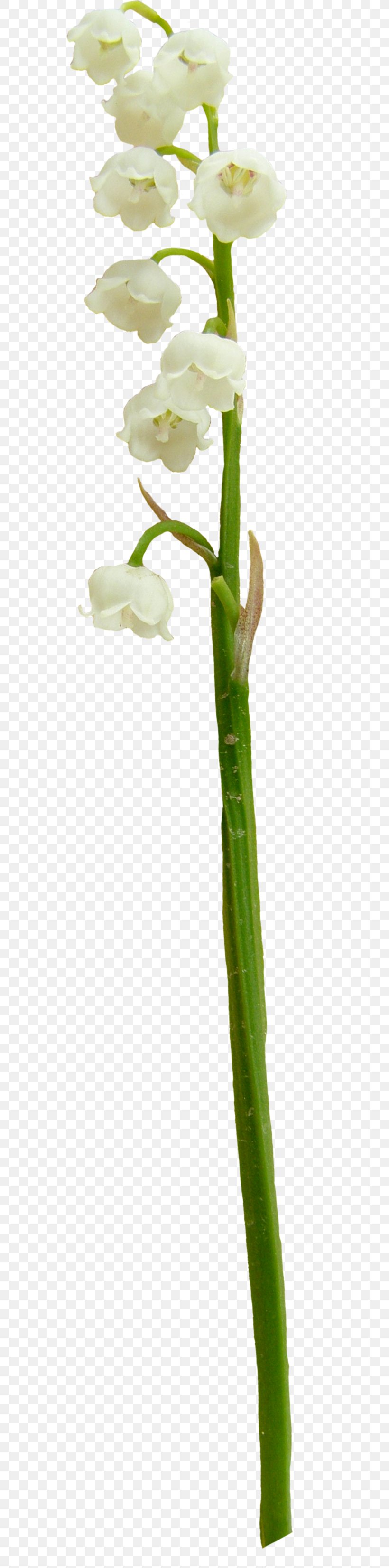 Cut Flowers Plant Stem Flowerpot Twig Flowering Plant, PNG, 540x3305px, Cut Flowers, Flora, Flower, Flowering Plant, Flowerpot Download Free
