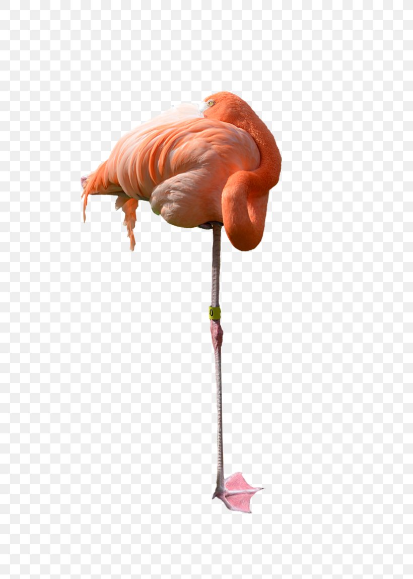 Flamingo Stock Photography, PNG, 696x1149px, Flamingo, Art, Beak, Bird, Deviantart Download Free