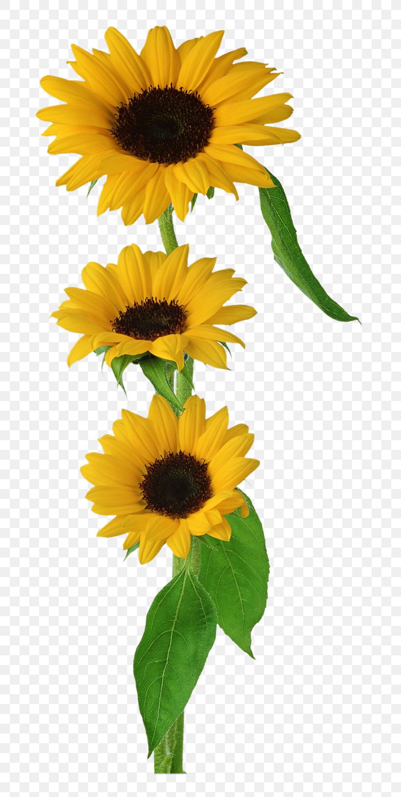 Common Sunflower Clip Art, PNG, 800x1630px, Flower, Annual Plant, Common Sunflower, Computer Software, Daisy Family Download Free