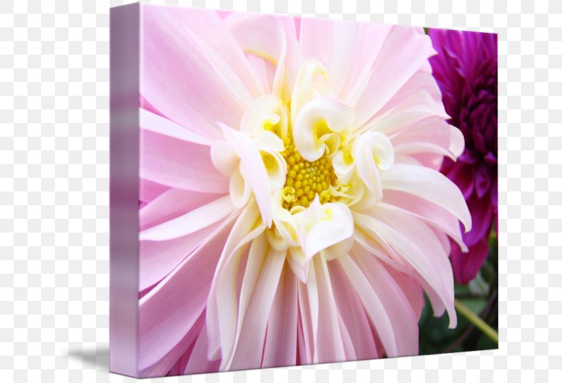 Cut Flowers Floristry Floral Design Daisy Family, PNG, 650x560px, Flower, Aster, Chrysanthemum, Chrysanths, Common Daisy Download Free