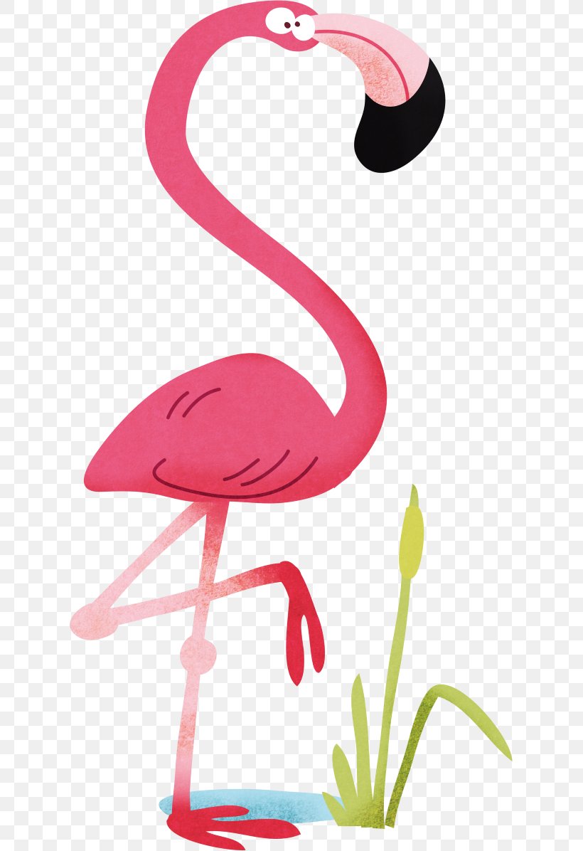 Flash Cards Birds For Kids. Flamingo Beak, PNG, 623x1196px, Bird, American Flamingo, Beak, Decal, Flamingo Download Free