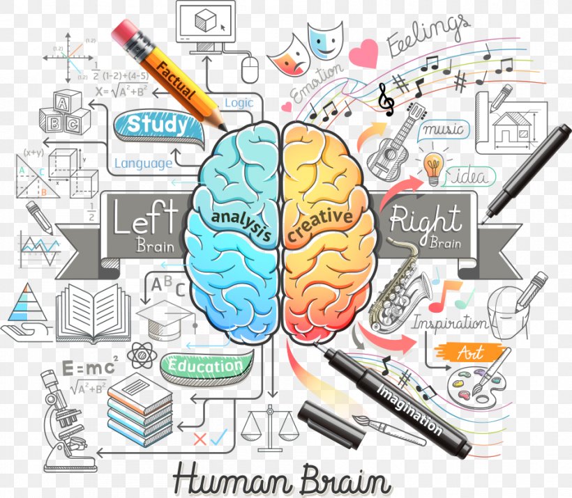 Human Brain Euclidean Vector Illustration, PNG, 946x825px, Watercolor, Cartoon, Flower, Frame, Heart Download Free