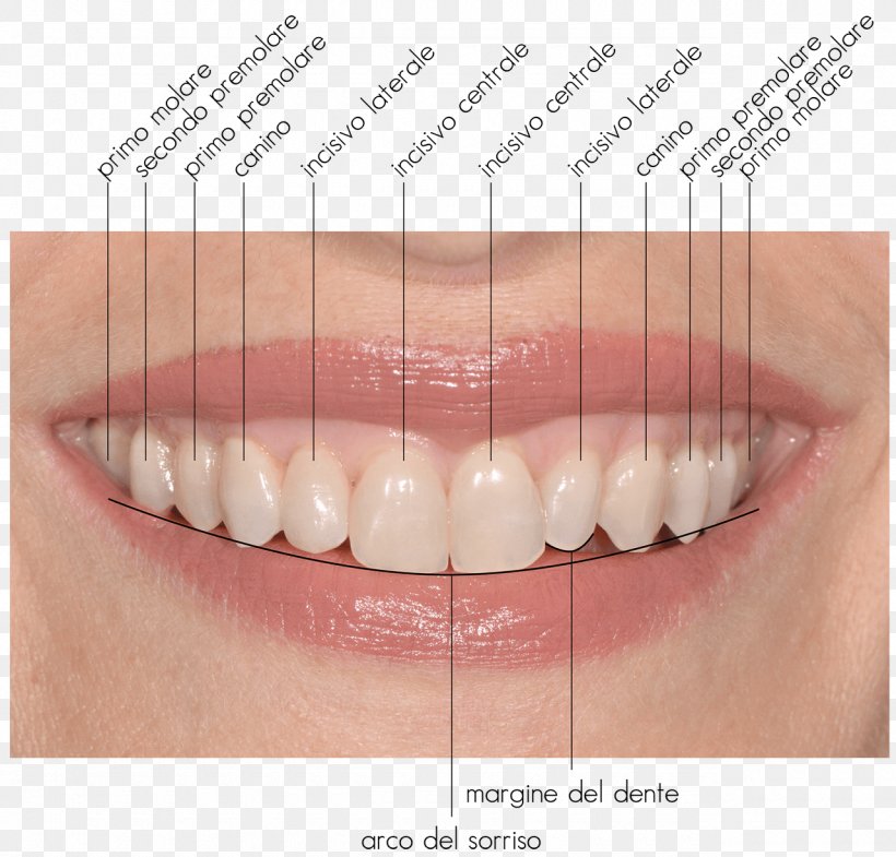 Tooth Close-up, PNG, 1280x1226px, Tooth, Chin, Closeup, Cosmetic Dentistry, Eyelash Download Free