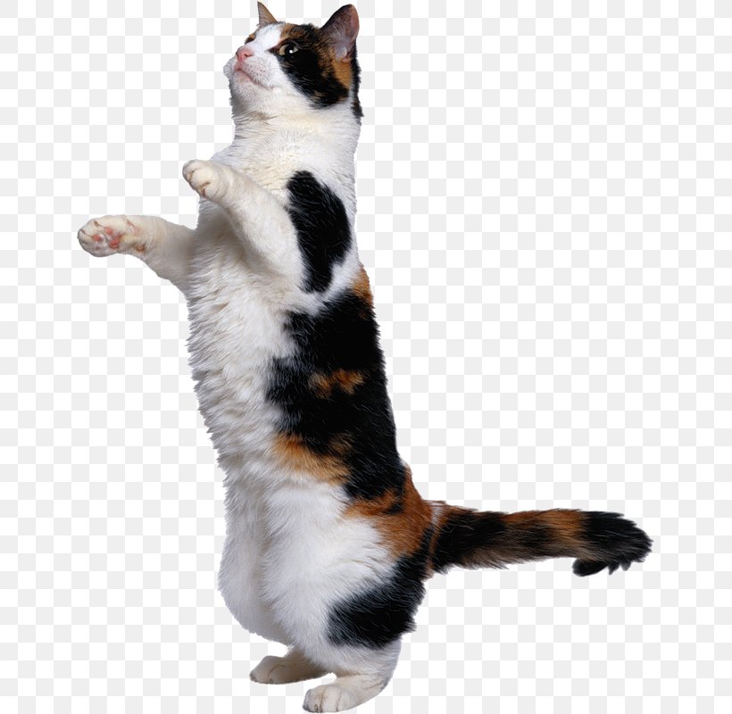 Cat Play And Toys Kitten Dog Mouse, PNG, 647x800px, Cat, Aegean Cat, Calico Cat, Carnivoran, Cat Like Mammal Download Free
