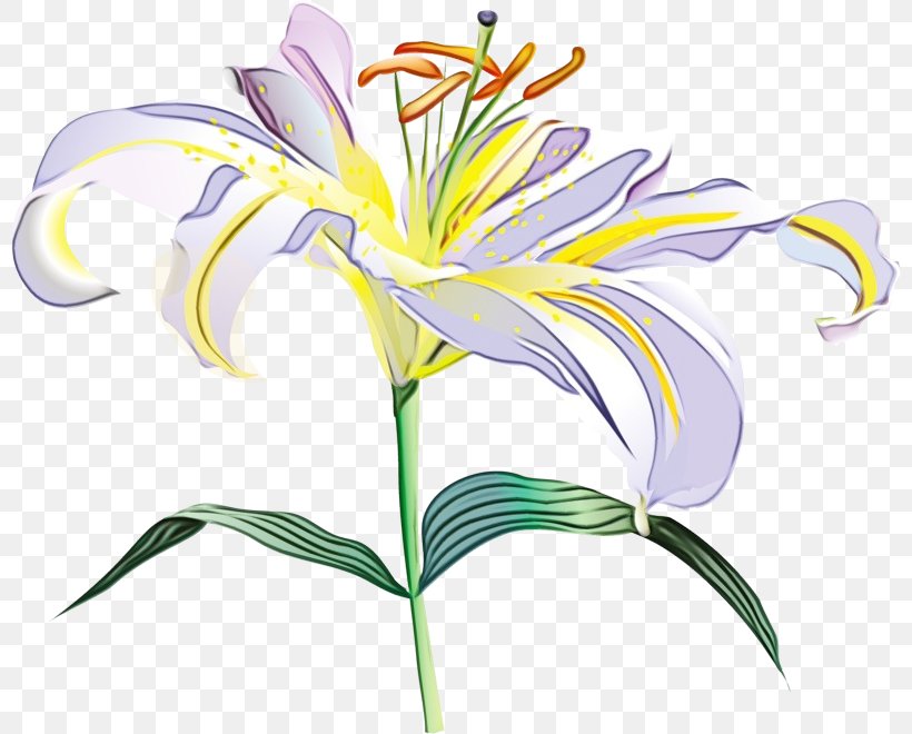 Flower Flowering Plant Plant Lily Pedicel, PNG, 800x660px, Watercolor, Daylily, Flower, Flowering Plant, Lily Download Free