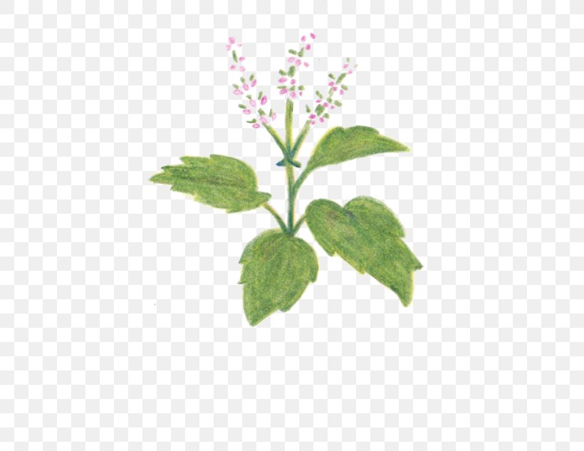 Image Holy Basil Herb, PNG, 500x633px, Basil, Display Resolution, Flower, Flowering Plant, Flowerpot Download Free