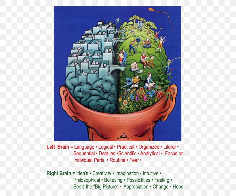 Lateralization Of Brain Function Human Brain Neuron Human Body, PNG, 526x680px, Brain, Cell, Cerebellum, Cerebral Hemisphere, Function Download Free
