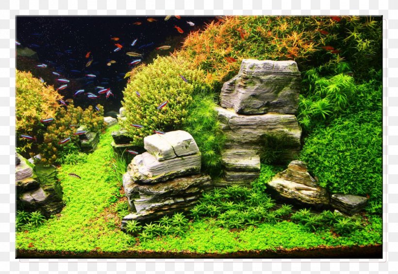 Aquariums Aquascaping Goldfish Rock, PNG, 1048x724px, Aquariums, Aquarium, Aquascaping, Aquatic Plant, Aquatic Plants Download Free