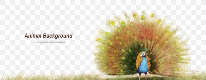 Graphic Design Peafowl Tiger, PNG, 1024x400px, Peafowl, Advertising, Beak, Brand, Grass Download Free
