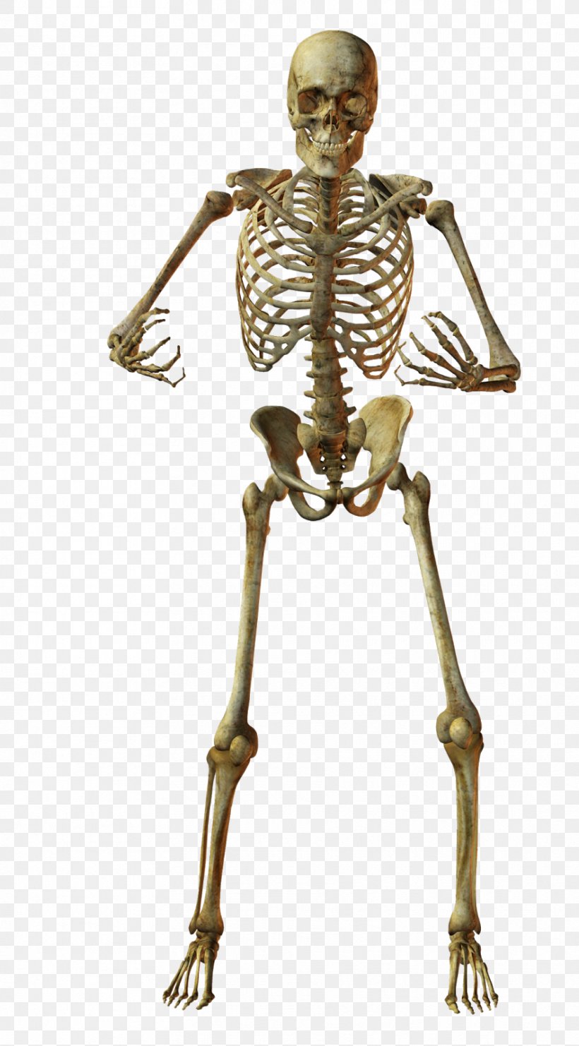 Human Skeleton Bone Anatomy, PNG, 885x1600px, Human Skeleton, Anatomy, Bone, Human, Joint Download Free