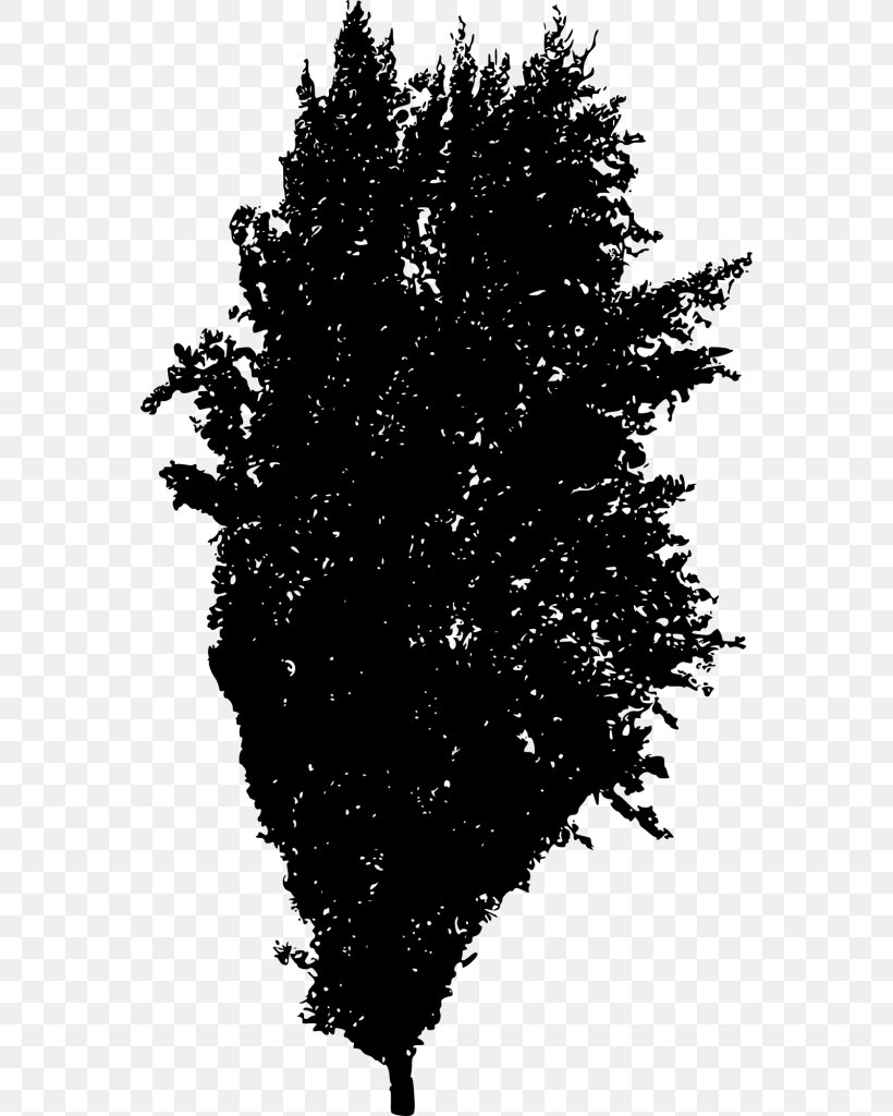 Spruce Fir Twig Tree Woody Plant, PNG, 562x1024px, Spruce, Arecaceae, Black And White, Branch, Chinese Sweet Plum Download Free