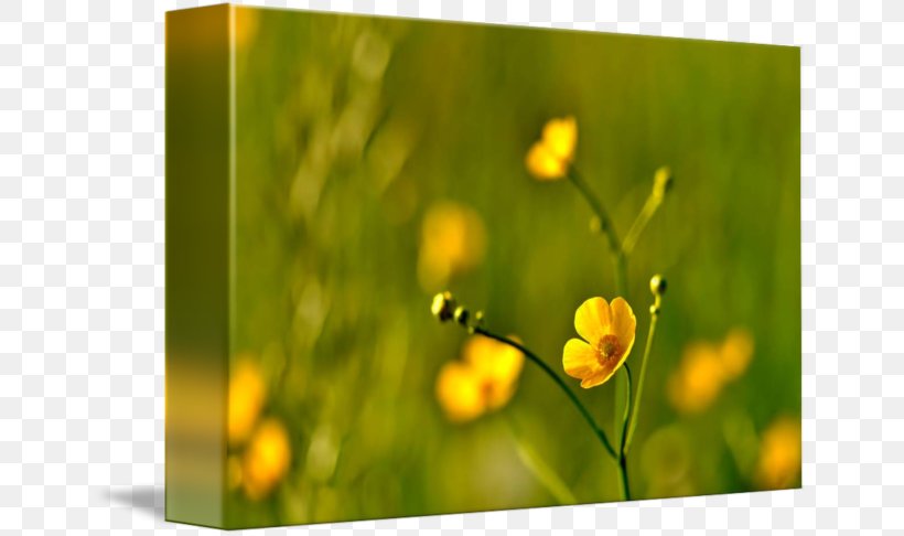 Stock Photography Yellow Royalty-free, PNG, 650x486px, Photography, Computer, Discounts And Allowances, Flower, Grass Download Free