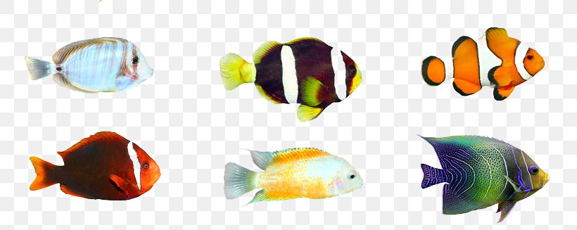 Tropical Fish Stock Photography Aquarium, PNG, 800x327px, Tropical Fish, Aquarium, Fish, Freshwater Fish, Guppy Download Free