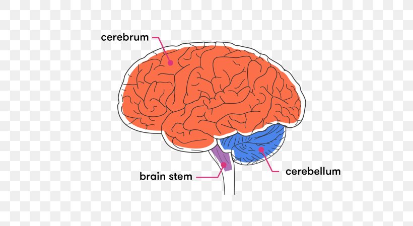 Brainstem Cerebellum Cerebral Cortex White Matter, PNG, 670x449px, Watercolor, Cartoon, Flower, Frame, Heart Download Free