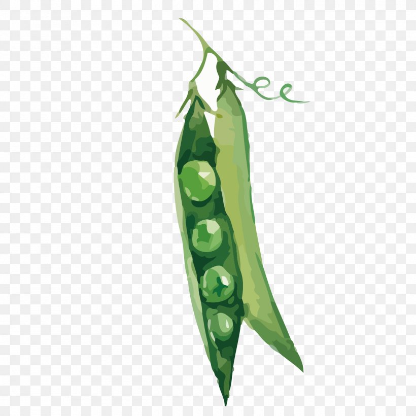 Snow Pea Green Bean Euclidean Vector Vegetable, PNG, 1500x1500px, Snow Pea, Bean, Common Bean, Element, Food Download Free