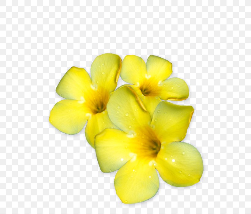 Yellow Green Image Clip Art, PNG, 740x701px, Yellow, Flower, Flowering Plant, Frangipani, Gratis Download Free