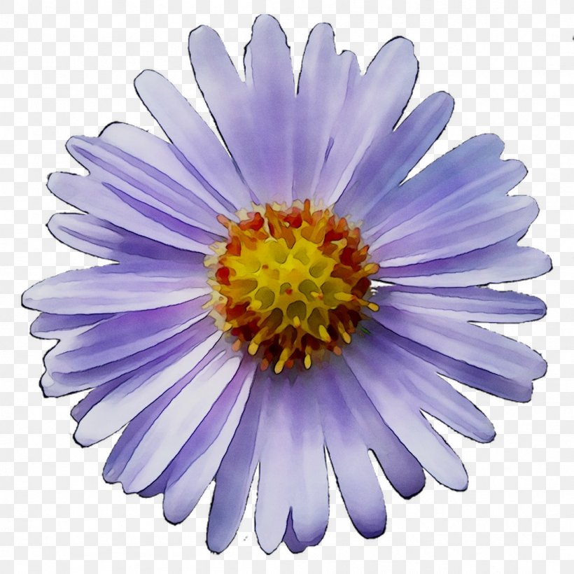 Chrysanthemum Purple, PNG, 1098x1098px, Chrysanthemum, Alpine Aster, Annual Plant, Aster, Asterales Download Free