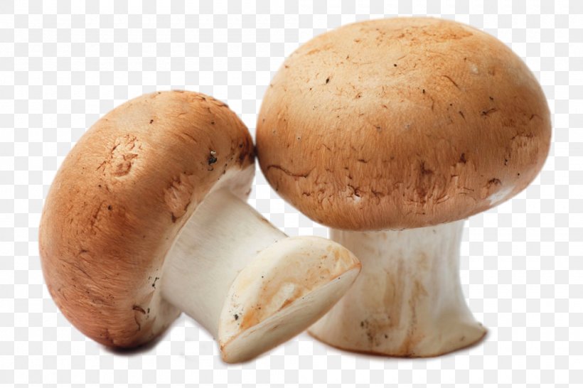 Common Mushroom Food Shimeji Fungiculture, PNG, 1000x667px, Oyster Mushroom, Agaricaceae, Agaricomycetes, Agaricus, Agriculture Download Free