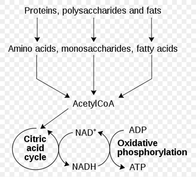Metabolism Nicotinamide Adenine Dinucleotide Catabolism Metabolic Pathway Cell, PNG, 808x741px, Metabolism, Anabolism, Area, Biochemistry, Biology Download Free
