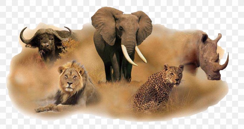 Tanzania South Africa Big Five Game Lion Leopard, PNG, 902x479px, Tanzania, Africa, African Buffalo, African Elephant, Big Cats Download Free
