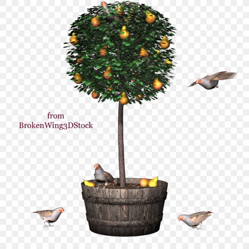 Tree Kumquat Clip Art, PNG, 894x894px, Tree, Flowerpot, Houseplant, Ink, Kumquat Download Free