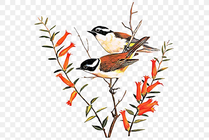 Bird Beak Songbird Perching Bird Plant, PNG, 568x550px, Bird, Beak, Branch, Chickadee, Finch Download Free