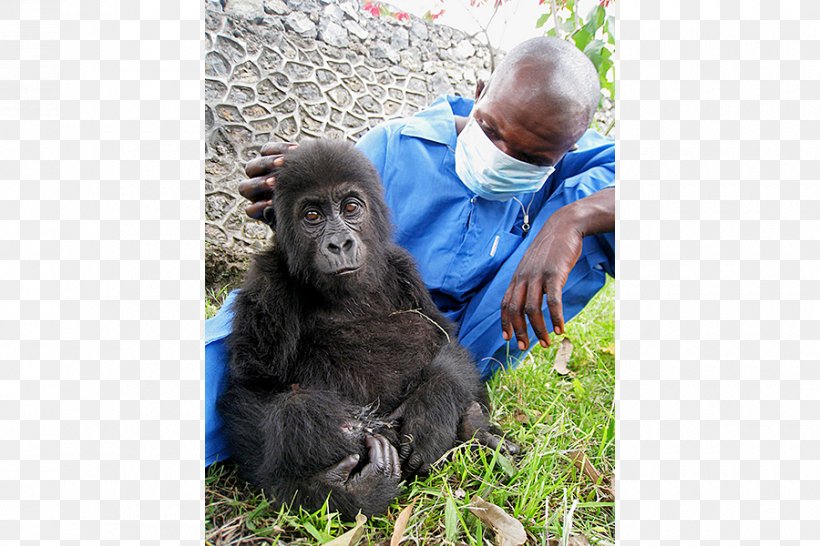 Common Chimpanzee Western Gorilla Mountain Gorilla Eastern Lowland Gorilla Western Lowland Gorilla, PNG, 900x600px, Common Chimpanzee, Animal, Baby Orangutans, Chimpanzee, Eastern Gorilla Download Free