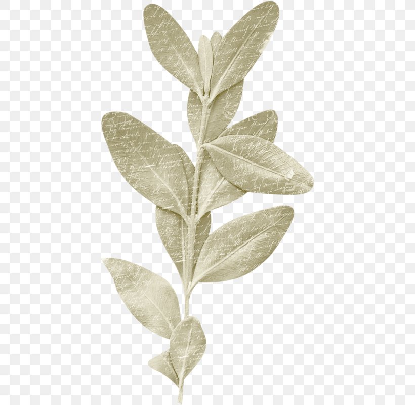 Leaf Plant Stem Herb, PNG, 425x800px, Leaf, Herb, Plant, Plant Stem Download Free