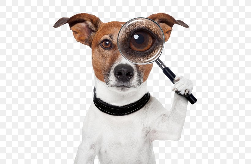 Search And Rescue Dog Puppy Dog Training Pet, PNG, 500x536px, Dog, Companion Dog, Danish Swedish Farmdog, Dog Agility, Dog Breed Download Free