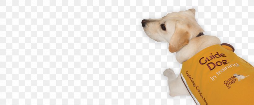 Dog Breed Puppy Companion Dog Snout, PNG, 1200x500px, Dog Breed, Breed, Carnivoran, Clothing, Companion Dog Download Free