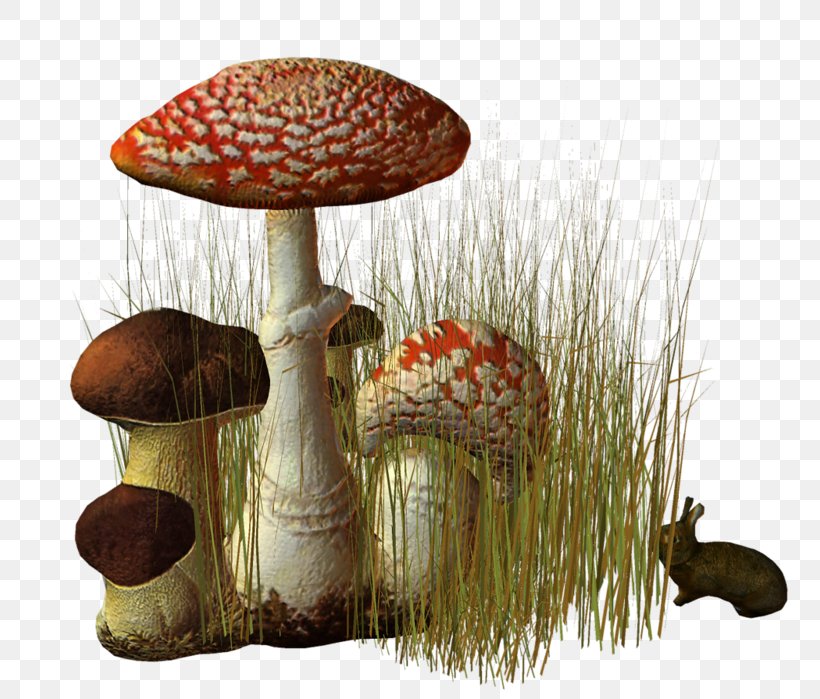 Fungus Clip Art Edible Mushroom Centerblog, PNG, 800x699px, Fungus, Agaric, Amanita, Blog, Centerblog Download Free