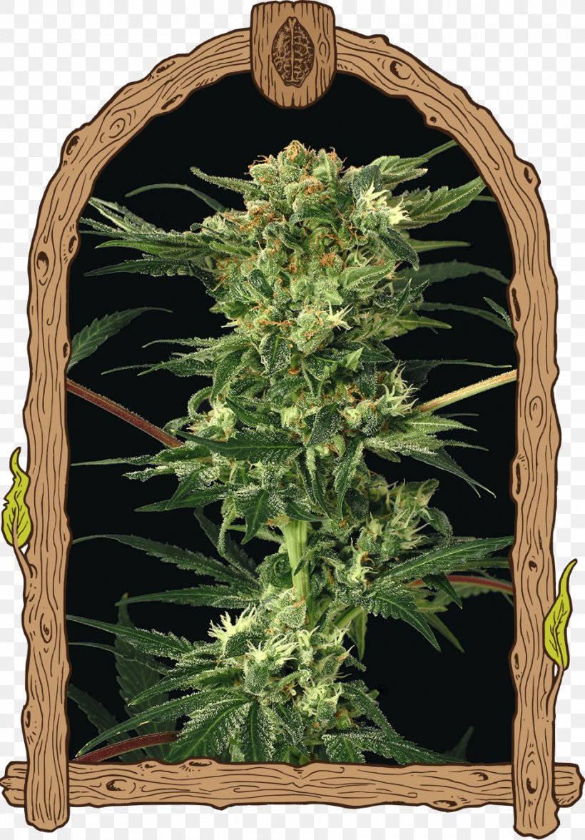 Kush Cannabis Seed Bank Devil, PNG, 940x1350px, Kush, Angel, Cannabidiol, Cannabis, Cannabis Sativa Download Free
