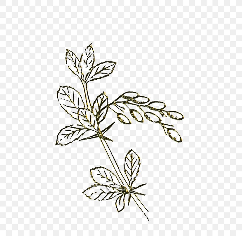 Plant Stem Insect Cut Flowers Leaf Line, PNG, 800x800px, Plant Stem, Branch, Butterfly, Cut Flowers, Flora Download Free