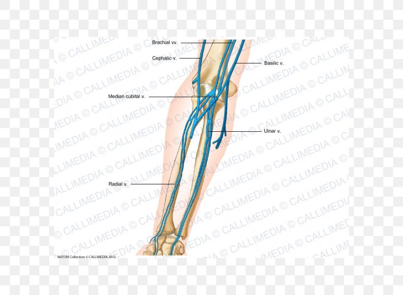 Thumb Vein Forearm Human Anatomy, PNG, 600x600px, Watercolor, Cartoon, Flower, Frame, Heart Download Free