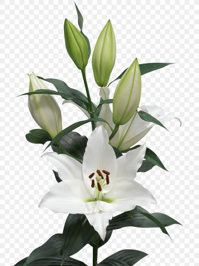 Arletta Cut Flowers Oriental Hybrids Floral Design, PNG, 1200x1600px, Flower, Bulb, Color, Cut Flowers, Flora Download Free