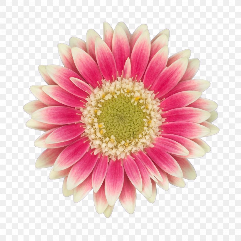 Common Daisy Transvaal Daisy Mariano's Cut Flowers Chrysanthemum, PNG, 3307x3307px, Common Daisy, Annual Plant, Arumlily, Aster, Chrysanthemum Download Free