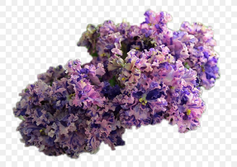 English Lavender Cut Flowers, PNG, 800x580px, English Lavender, Cut Flowers, Flower, Flowering Plant, Lavender Download Free