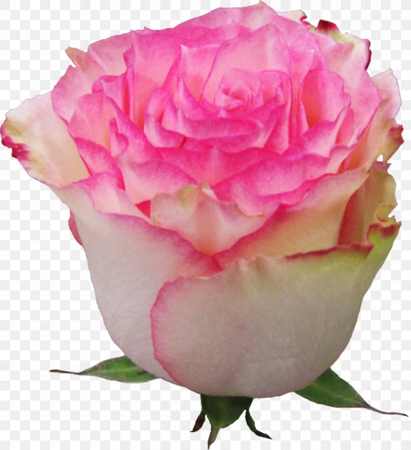 Garden Roses Flower Esperance Euroflora Pink, PNG, 934x1024px, Garden Roses, Centifolia Roses, Cut Flowers, Esperance, Euroflora Download Free