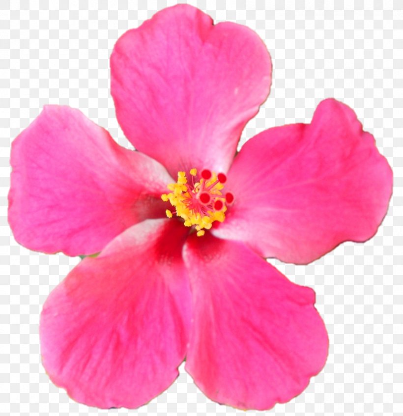 Hibiscus Pink M Herbaceous Plant, PNG, 842x870px, Hibiscus, Blossom, China Rose, Flower, Flowering Plant Download Free