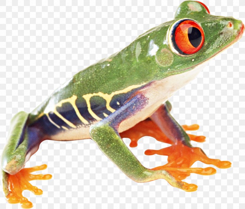 True Frog Amphibian Vertebrate Common Frog, PNG, 1861x1588px, Frog, American Green Tree Frog, Amphibian, Australian Green Tree Frog, Common Frog Download Free