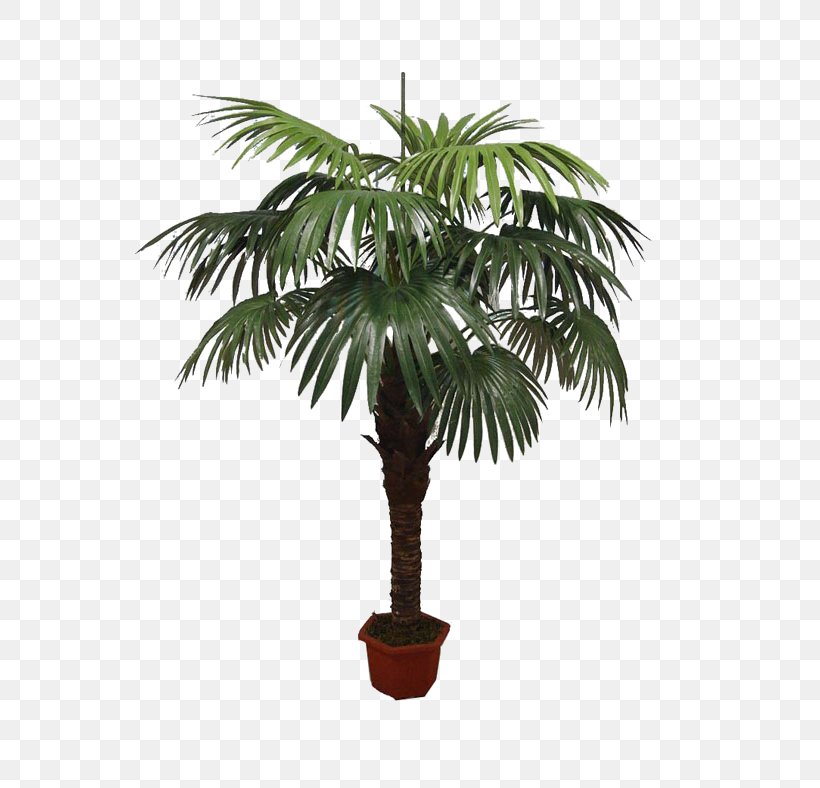 Asian Palmyra Palm Babassu Flowerpot Oil Palms Coconut, PNG, 600x788px, Asian Palmyra Palm, Arecaceae, Arecales, Attalea, Attalea Speciosa Download Free