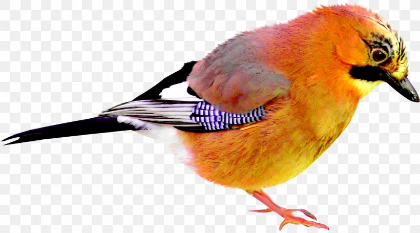 Bird Beak Animal, PNG, 1500x833px, Bird, Animal, Beak, Data, Dendrocopos Download Free