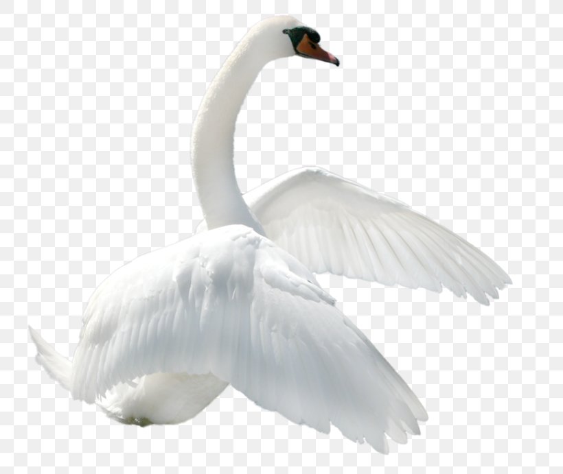 Bird Mute Swan Cisnes Y Gansos Clip Art, PNG, 800x691px, Bird, Beak, Cygnini, Ducks Geese And Swans, Feather Download Free