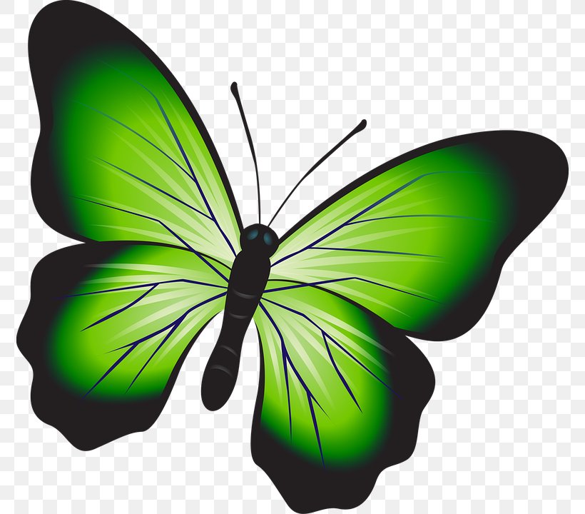 Butterfly Image Clip Art Stock.xchng Television, PNG, 774x720px, Butterfly, Arthropod, Brush Footed Butterfly, Caterpillar, Facebook Download Free