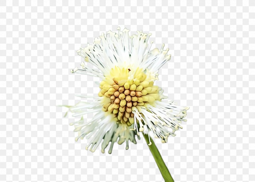 Flower Flowering Plant Dandelion Plant Yellow, PNG, 2368x1688px, Watercolor, Chamomile, Dandelion, Flower, Flowering Plant Download Free