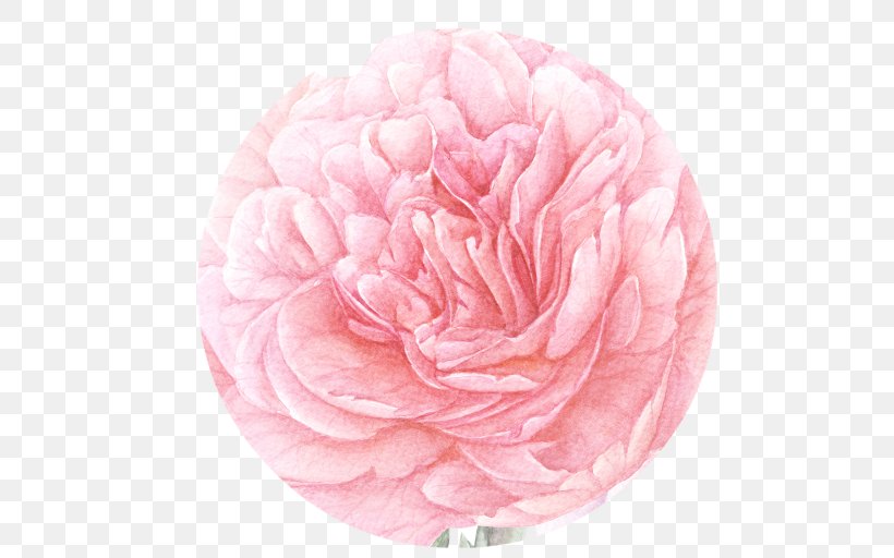 Garden Roses Cabbage Rose Peony Cut Flowers Petal, PNG, 512x512px, Garden Roses, Cabbage Rose, Camellia, Cut Flowers, Flower Download Free