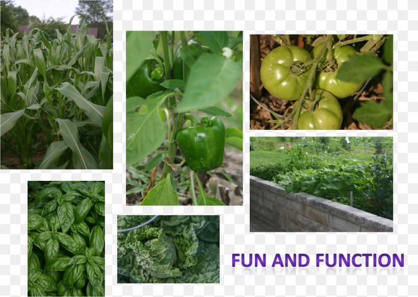 Herb Leaf Vegetable, PNG, 1530x1089px, Herb, Leaf Vegetable, Local Food, Plant, Vegetable Download Free